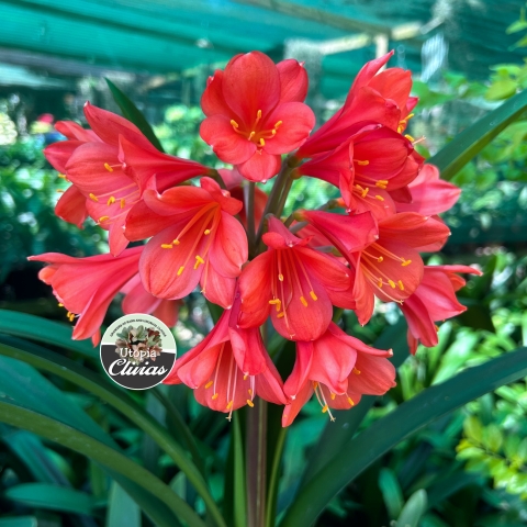 IS76 (Mirabilis f1 x Q08) C x (Mirabilis f1 x Q08) 2025 | Utopia